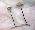 Marasmius androsaceus 